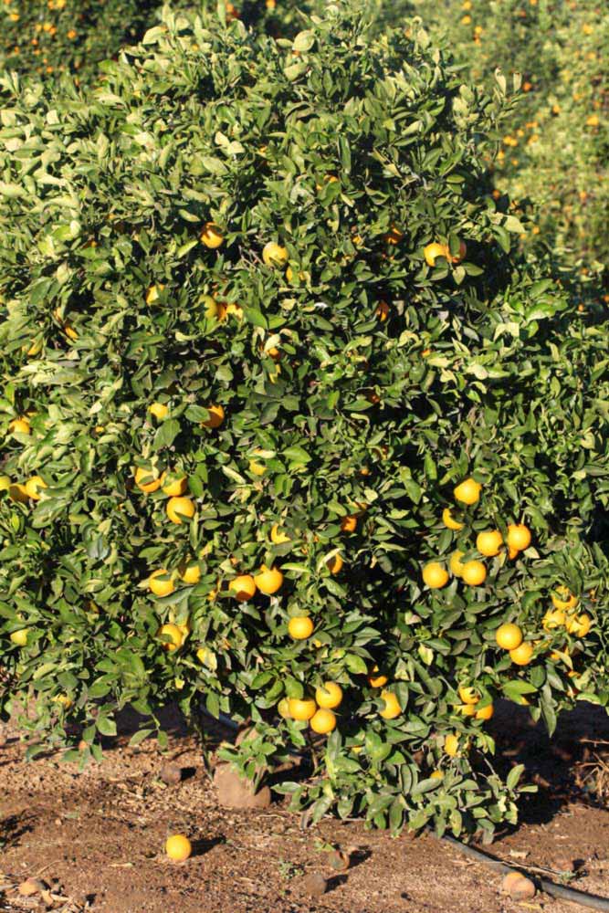            Habit (Riverside, CA)   